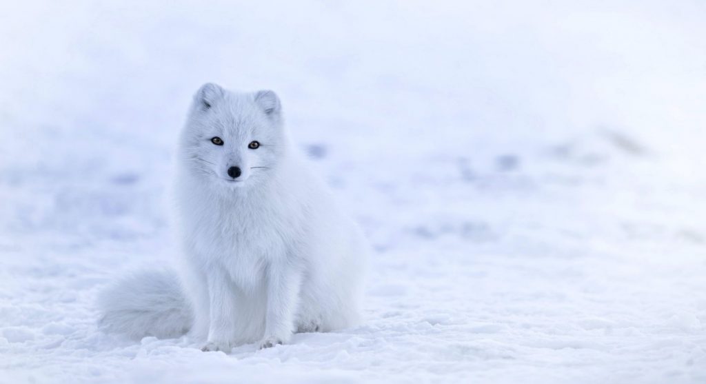 Arctic Tundra