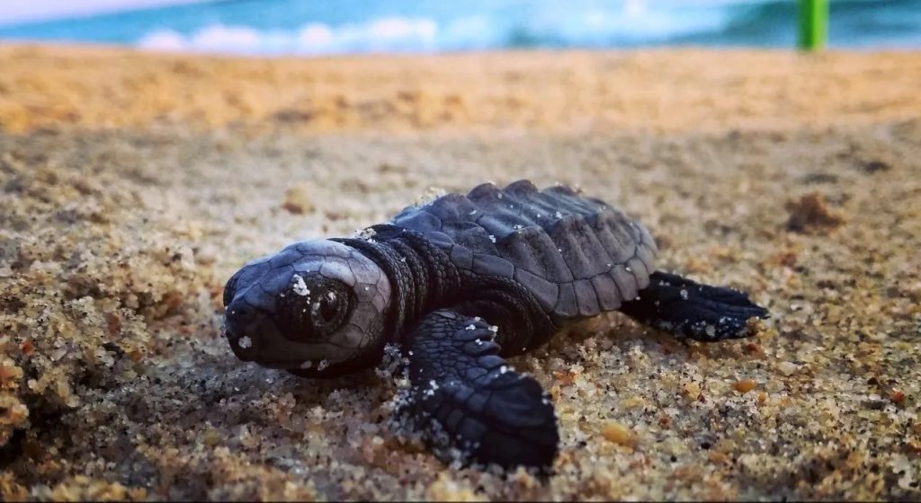 Loggerhead turtles