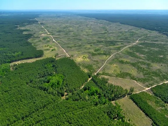 Monitoring deforestation