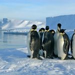 New colonies of penguins