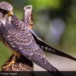 Female of Amur Falcons