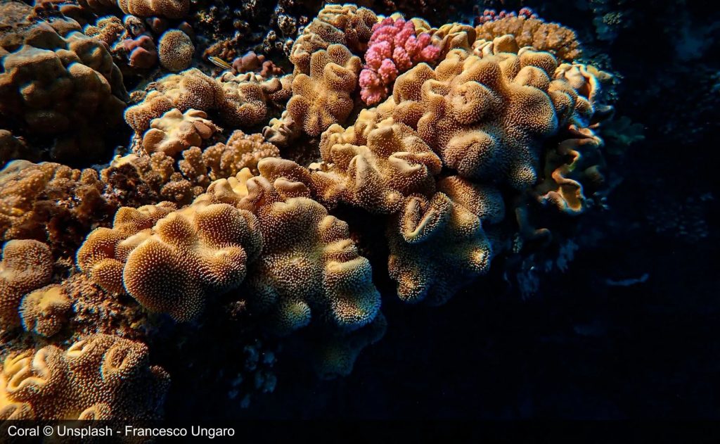 Coral