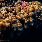 Coral