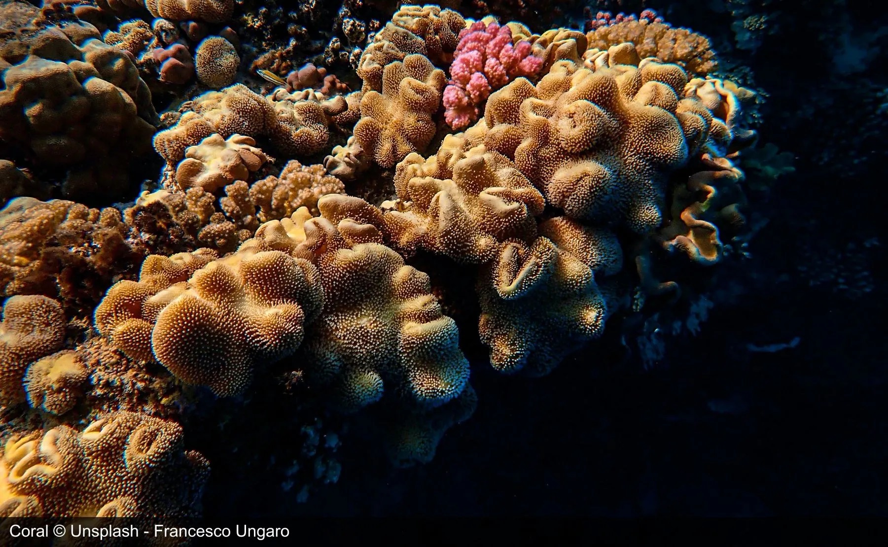 Coral