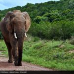 Photograph of elephant