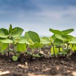 Green soy plants