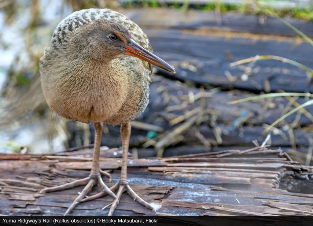 Yuma ridgways rail