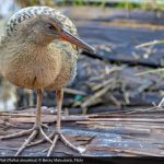 Yuma ridgways rail