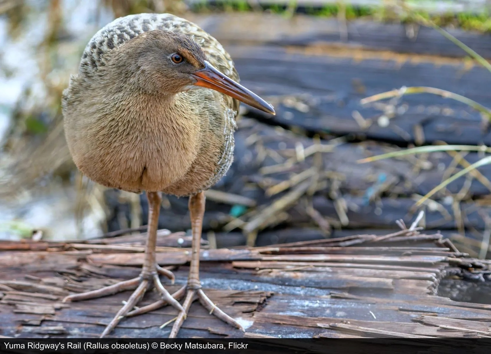 Yuma ridgways rail